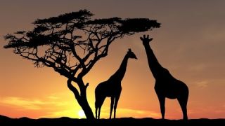 Животный Мир и Дикая Природа Африки. Документальный Фильм 2016